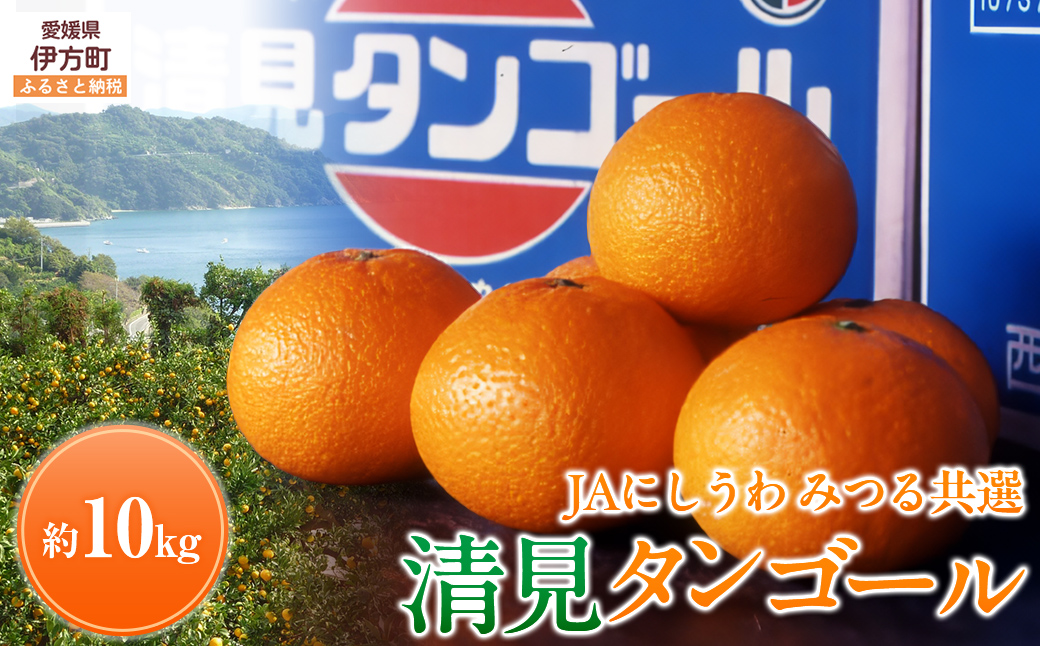 【先行予約】【数量限定】JAにしうわ みつる共選 清見タンゴール 約10kg ※離島への配送不可（2026年3月上旬より順次発送予定） IKTBC009