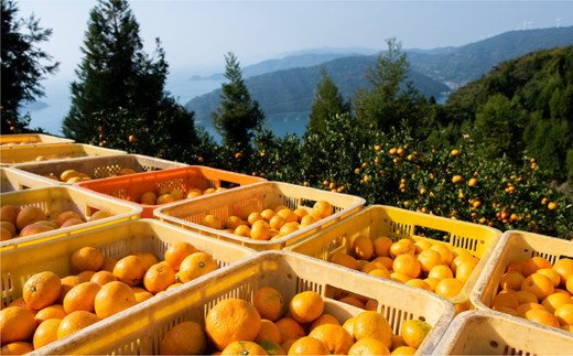 飲みやすいスタンドタイプ 愛媛まるごとゼリー 3種15個 ｜ みかん mikan ミカン 果物 フルーツ 愛媛県産 伊方町 株式会社ニュウズ ※離島への配送不可