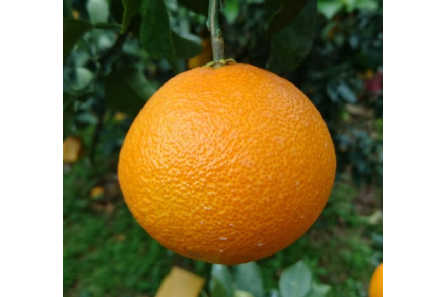 【先行受付】【数量限定】銀朱まどんな（生果）12個入り（3kg)（2025年11月下旬頃より順次発送） IKTQ007