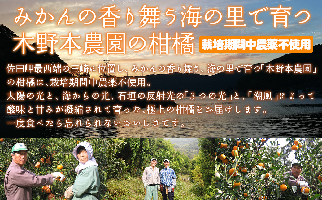 【栽培期間中農薬不使用】【先行受付】【数量限定】農園直送！愛媛県産 きよみ 5kg （2026年2月下旬頃より順次発送） IKTG021