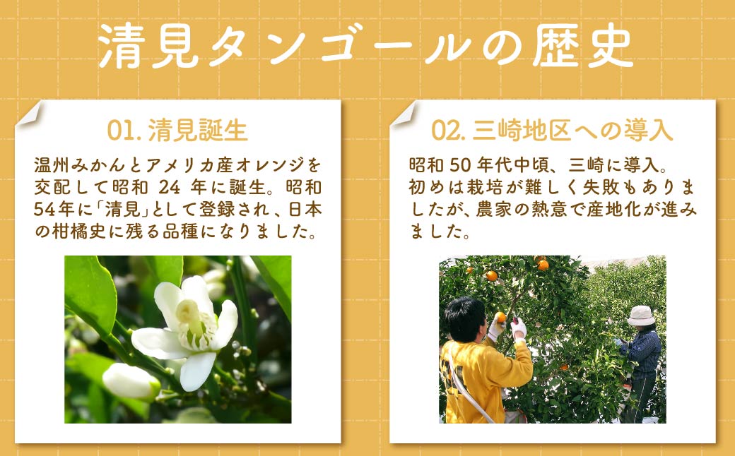 【先行予約】清見タンゴール（貯蔵・生果5kg）※離島への配送不可（2026年4月下旬より順次発送予定） IKTBD007