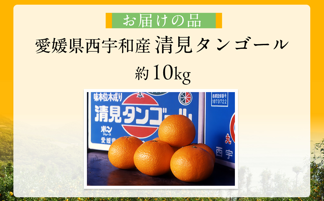 【先行予約】【数量限定】JAにしうわ みつる共選 清見タンゴール 約10kg ※離島への配送不可（2026年3月上旬より順次発送予定） IKTBC009