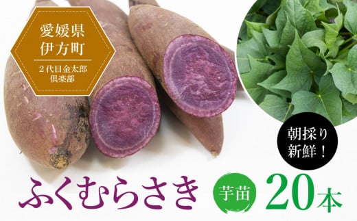 【先行受付】朝採り新鮮！2代目金太郎倶楽部のふくむらさき 芋苗（20本）｜さつまいも サツマイモ 焼き芋 焼芋 栽培 愛媛県
※離島への配送不可
※2024年5月下旬〜8月上旬頃に順次発送予定