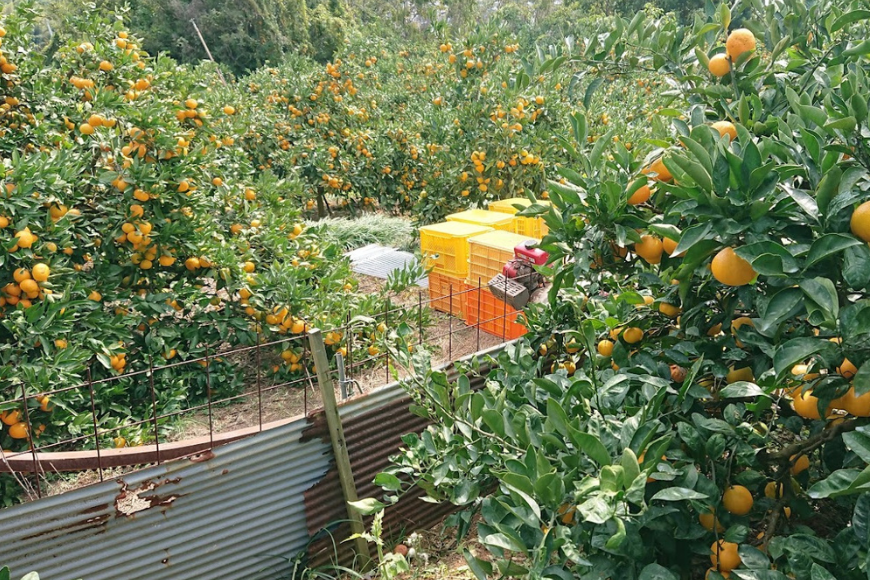 【先行受付】【数量限定】早生みかん（生果）5kg（2025年11月上旬より順次発送） IKTQ005