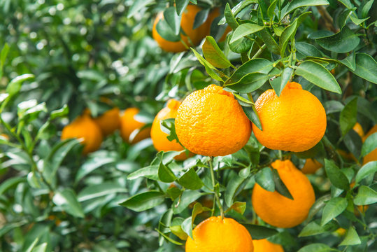 不知火 8kg ※北海道、沖縄・離島への配送不可（2026年3月上旬ごろから順次発送）IKTAP004