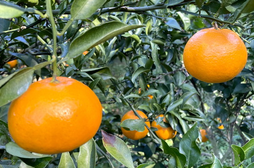 【先行予約】Saito Orange Farmのはるみ5kg ｜ 柑橘 みかん ミカン フルーツ  果物 愛媛　※離島への配送不可　※2025年2月中旬頃より順次発送予定