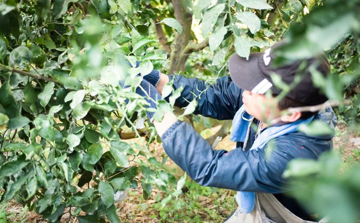 【先行予約】訳あり 不知火 計10kg｜柑橘 みかん ミカン フルーツ 果物 でこぽん デコポンと同品種 愛媛 ※2025年2月上旬頃より順次発送予定 ※離島への配送不可