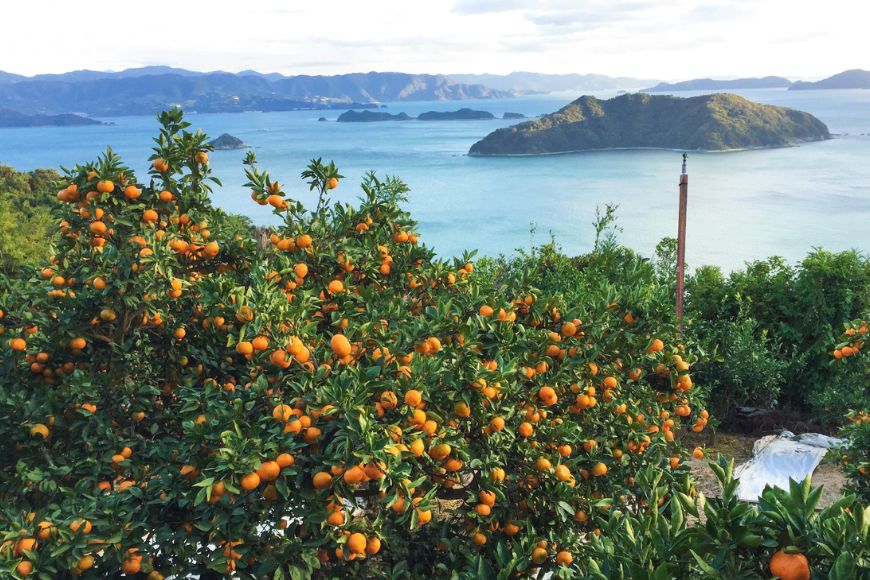 【愛媛県産】田縁農園の無添加100% いよかんジュース（720ml×3本） ストレート果汁100％ IKTA009