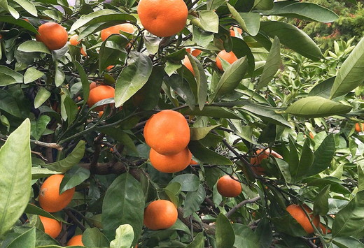 【先行予約】Saito Orange Farmのはるみ5kg ｜ 柑橘 みかん ミカン フルーツ  果物 愛媛　※離島への配送不可　※2025年2月中旬頃より順次発送予定