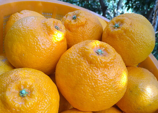 【先行予約】【お試し！】Saito Orange Farmの不知火4kg ｜ 柑橘 みかん ミカン フルーツ  果物 でこぽん デコポンと同品種 愛媛　※離島への配送不可　※2025年3月中旬頃より順次発送予定