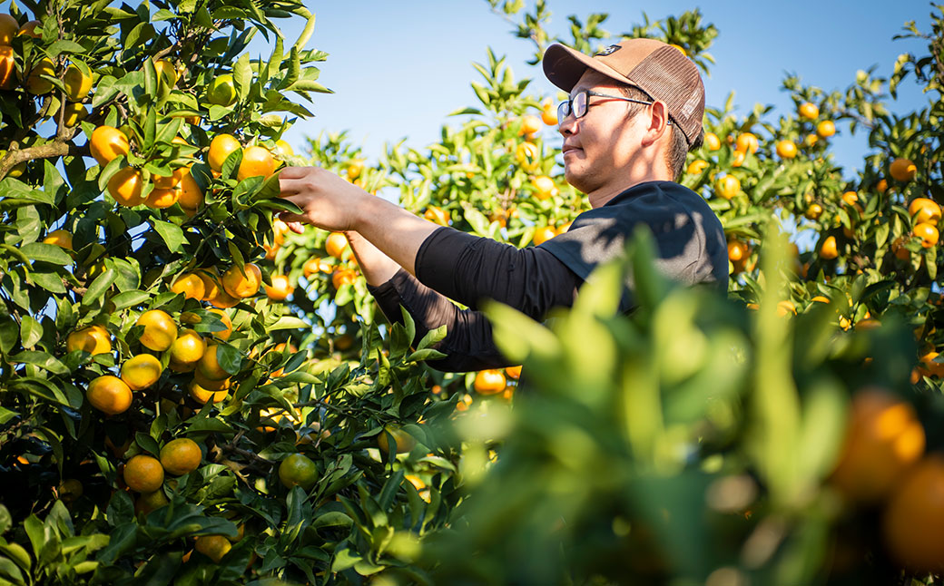 【先行予約】【数量限定】不知火5kg（石崎農園）※離島への配送不可 （2026年2月10日より順次発送予定） IKTAG002