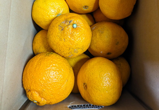 【先行予約】Saito Orange Farmの家庭用不知火4kg ｜ 柑橘 みかん ミカン フルーツ 果物 でこぽん デコポンと同品種 愛媛 ※離島への配送不可 ※2025年3月中旬頃より順次発送予定