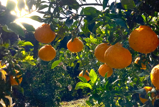 【先行予約】【お試し！】Saito Orange Farmの不知火2kg ｜ 柑橘 みかん ミカン フルーツ  果物 でこぽん デコポンと同品種 愛媛　※離島への配送不可　※2025年3月中旬頃より順次発送予定 