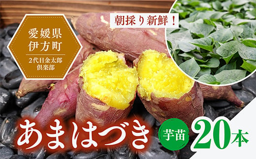 【数量限定】植え付け簡単！新品種！あまはづき 芋苗（20本）｜さつまいも サツマイモ 焼き芋 焼芋 栽培 愛媛県 ※2024年5月下旬〜8月上旬頃に順次発送