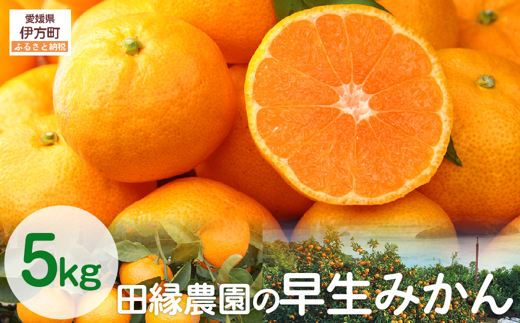 【数量限定/先行予約】田縁農園の早生みかん（生果）5kg （2025年11月10日より順次発送） IKTA001
