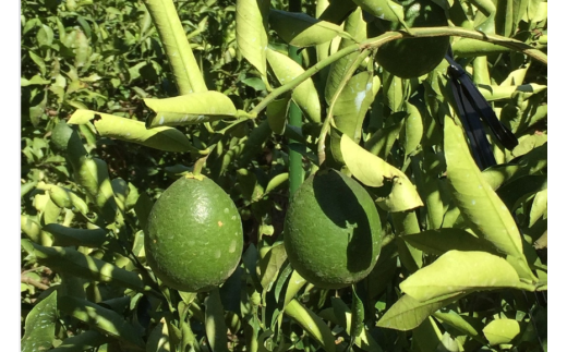 ãå
è¡äºçŽããæ°ééå®ãç°çžèŸ²åã®ç¢æïŒçæïŒ7kg ïŒ2026幎4æ1æ¥ããé æ¬¡çºéïŒ IKTA023