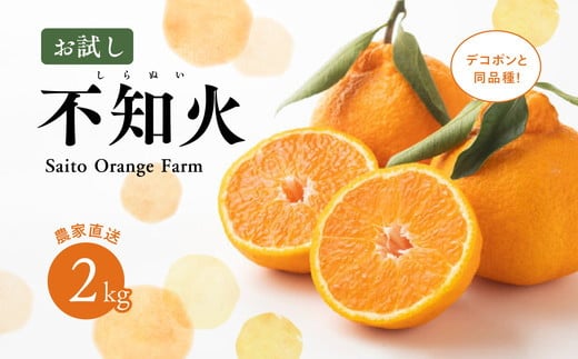 【先行予約】【お試し！】Saito Orange Farmの不知火2kg ｜ 柑橘 みかん ミカン フルーツ  果物 でこぽん デコポンと同品種 愛媛　※離島への配送不可　※2025年3月中旬頃より順次発送予定 