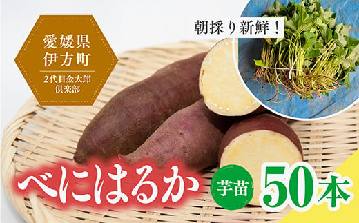 【数量限定】植え付け簡単！べにはるか 芋苗（50本）｜さつまいも サツマイモ 焼き芋 焼芋 栽培 愛媛県 ※2024年5月下旬〜8月上旬頃に順次発送予定