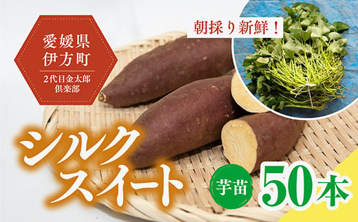 【数量限定】植え付け簡単！シルクスイート 芋苗（50本）｜さつまいも サツマイモ 焼き芋 焼芋 栽培 愛媛県 ※2024年5月下旬〜8月上旬頃に順次発送予定