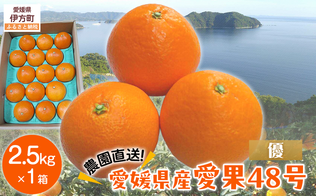 【先行予約】【数量限定】【優】＼農園直送／愛媛県産愛果48号 約2.5kg（2026年2月下旬より順次発送） IKTV012