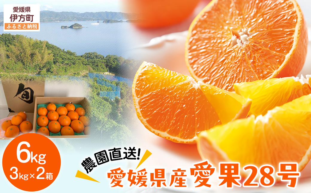 【先行予約】【数量限定】＼農園直送／愛媛県産 愛果28号 3kg×2箱（2025年12月中旬より順次発送） 【ふるさと納税 人気 おすすめ ランキング 柑橘 みかん ミカン 蜜柑 愛果28号 紅 まどんな と同品種 果物 フルーツ 岡市農園 愛媛県産 愛媛県 伊方町 送料無料】 IKTV006