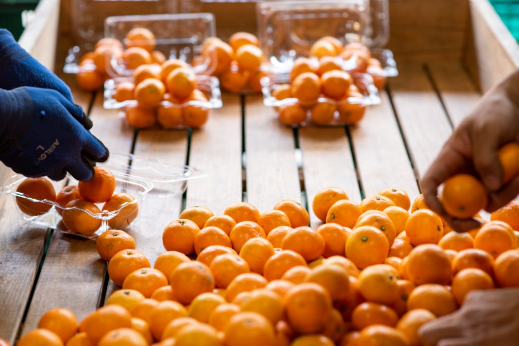 【先行予約】産地直送！愛媛県産ぽんかん 5kg（2026年1月上旬より順次発送） IKTF016