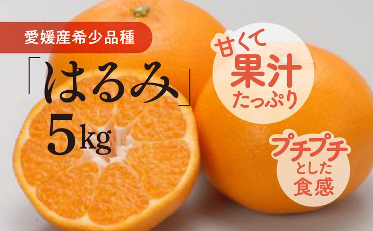 【数量限定】はるみ（生果5kg）｜柑橘 みかん ミカン 蜜柑 果物 フルーツ 愛媛県 伊方町産　※離島への配送不可　※2025年1月下旬～2月上旬頃に順次発送予定