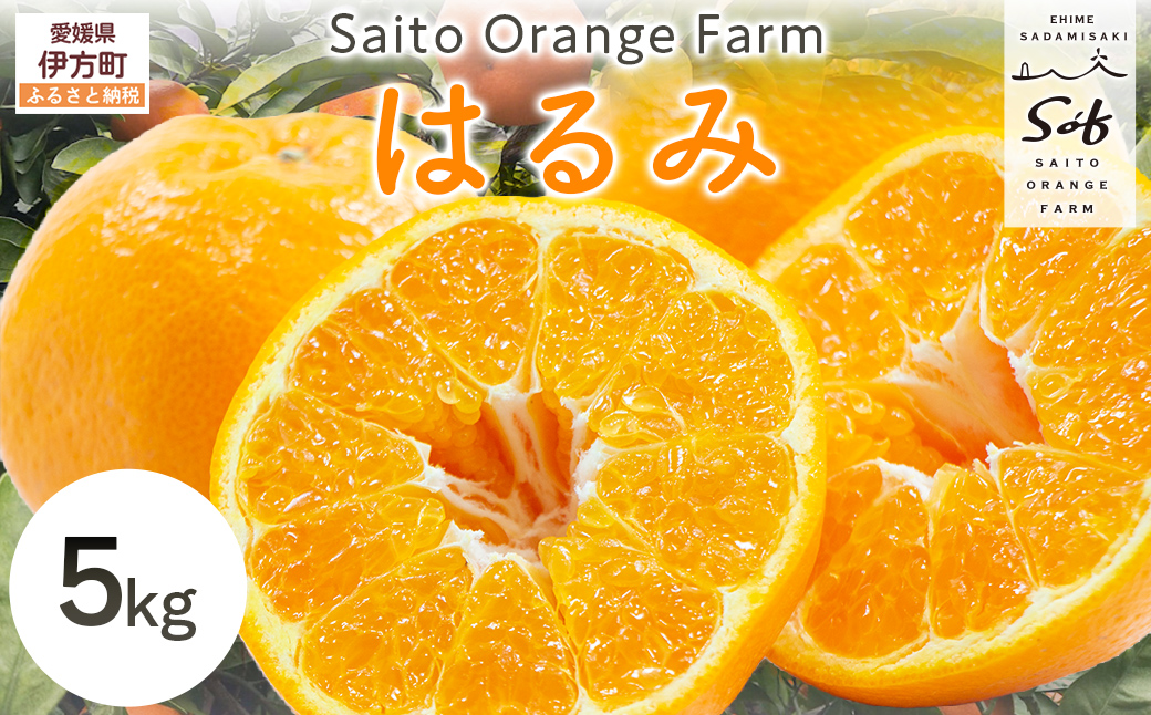 【先行予約】Saito Orange Farmのはるみ5kg（2026年2月上中旬頃より順次発送） IKTAQ016