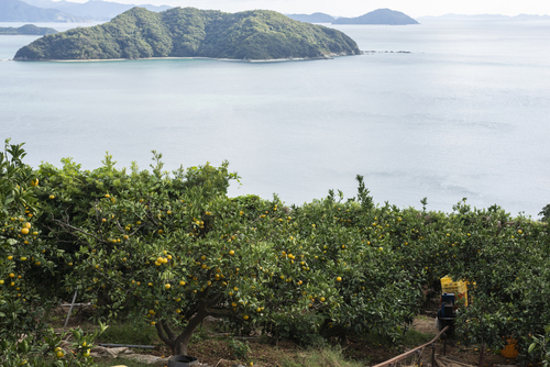 【先行予約】【数量限定】田縁農園の不知火（しらぬい）3kg ※離島への配送不可 （2026年2月10日より順次発送） IKTA018