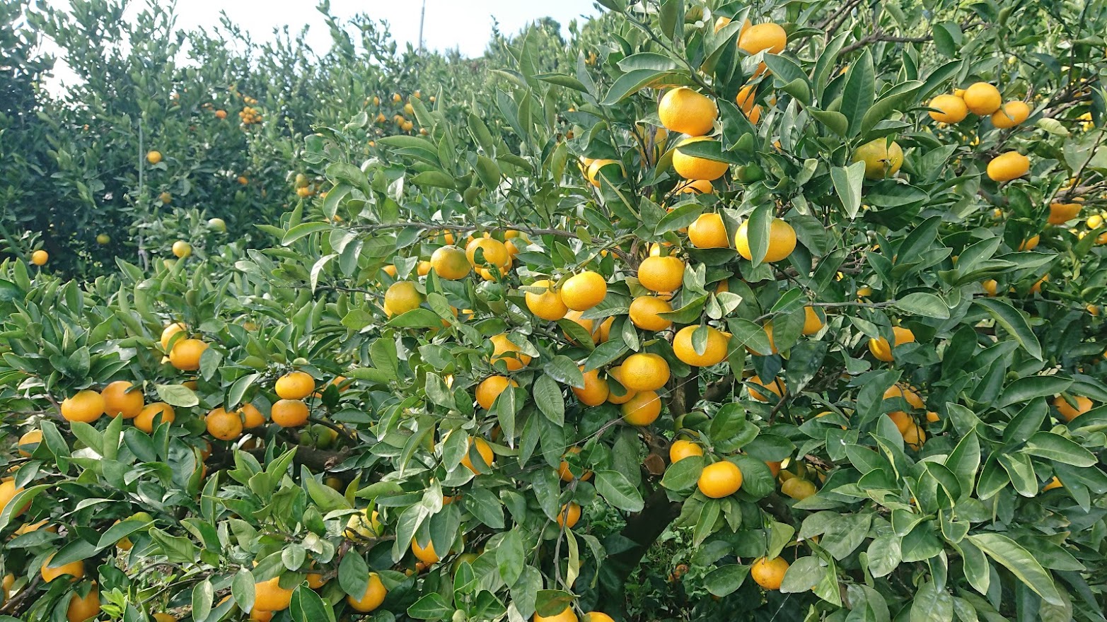 【先行受付】【数量限定】【家庭用】早生みかん（生果）10kg（2025年11月上旬頃より順次発送） IKTQ014