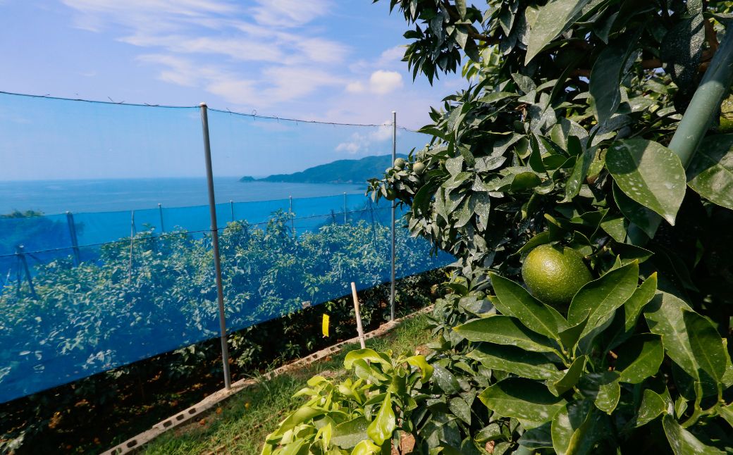 【先行予約】【数量限定】＼農園直送／愛媛県産 愛果28号（特選） 3kg×1箱（2025年12月中旬より順次発送） 【ふるさと納税 人気 おすすめ ランキング 柑橘 みかん ミカン 蜜柑 愛果28号 紅 まどんな と同品種 果物 フルーツ 岡市農園 愛媛県産 愛媛県 伊方町 送料無料】 IKTV004