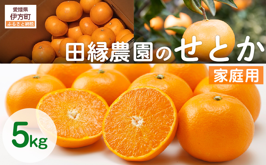 【先行予約】【家庭用】せとか 5kg ※離島への配送不可 （2026年3月5日より順次発送） IKTA037