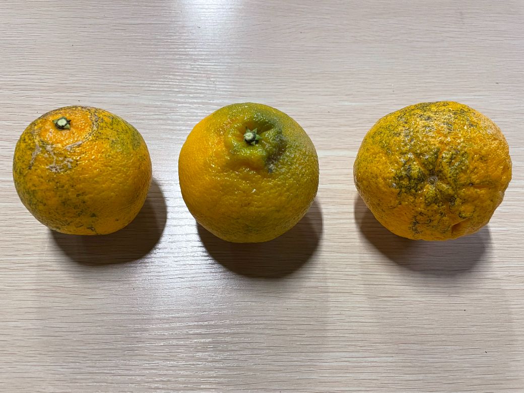 【先行受付】【※超訳あり】不知火（しらぬい） 5kg ※離島への配送不可 （2026年2月中旬より順次発送） IKTAB005 