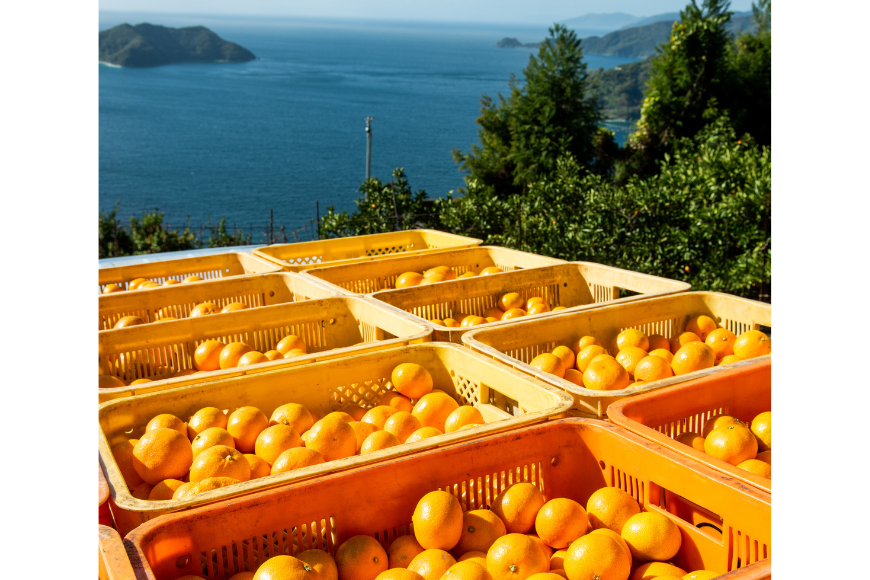 飲ã¿ãããã¹ã¿ã³ãã¿ã€ã æåªãŸãããšãŒãªãŒ 3çš®15å â»é¢å³¶ãžã®é
éäžå¯ IKTF027