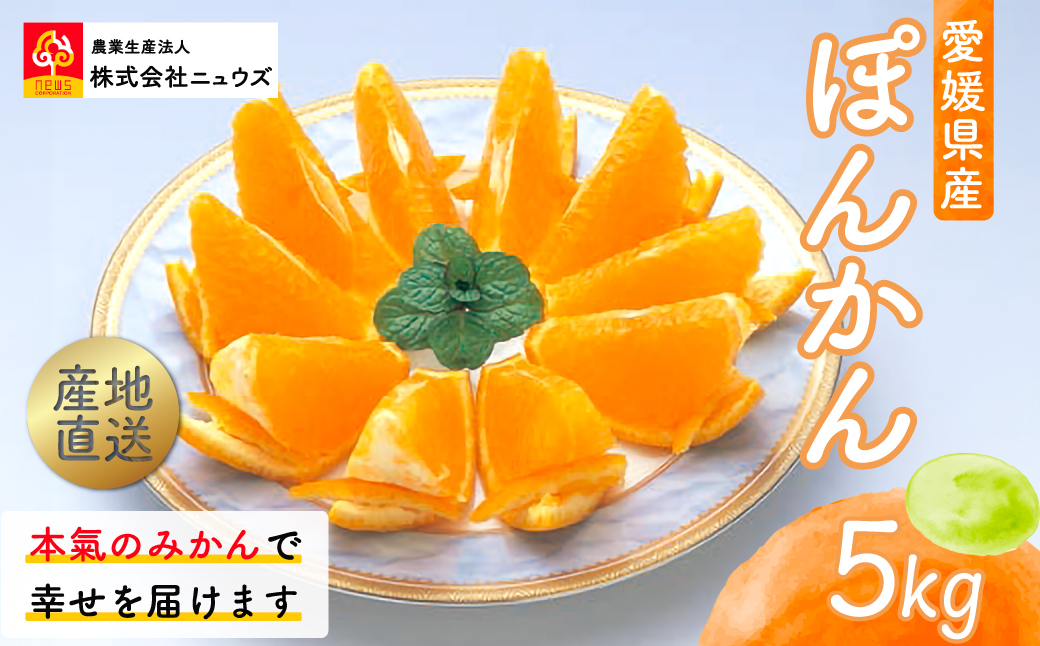 【先行予約】産地直送！愛媛県産ぽんかん 5kg（2026年1月上旬より順次発送） IKTF016