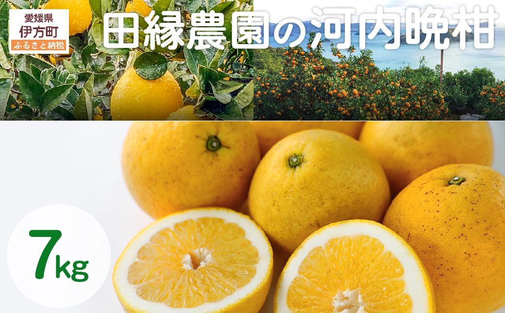 【先行予約】【家庭用】河内晩柑 7kg ※離島への配送不可 （2026年4月10日より順次発送） IKTA030