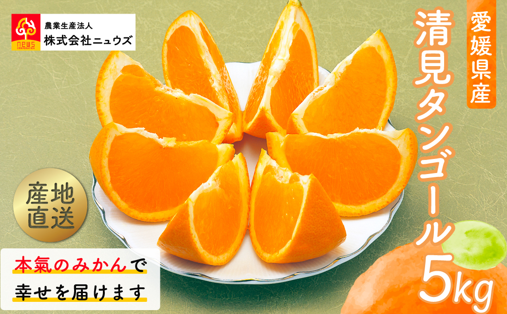 【先行予約】産地直送！愛媛県産清見タンゴール 5kg（2026年3月上旬より順次発送） IKTF022
