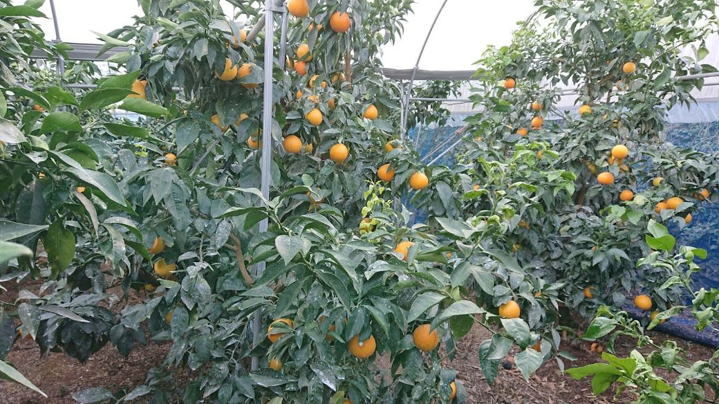 【先行受付】【数量限定】銀朱まどんな（生果）12個入り（3kg)（2025年11月下旬頃より順次発送） IKTQ007