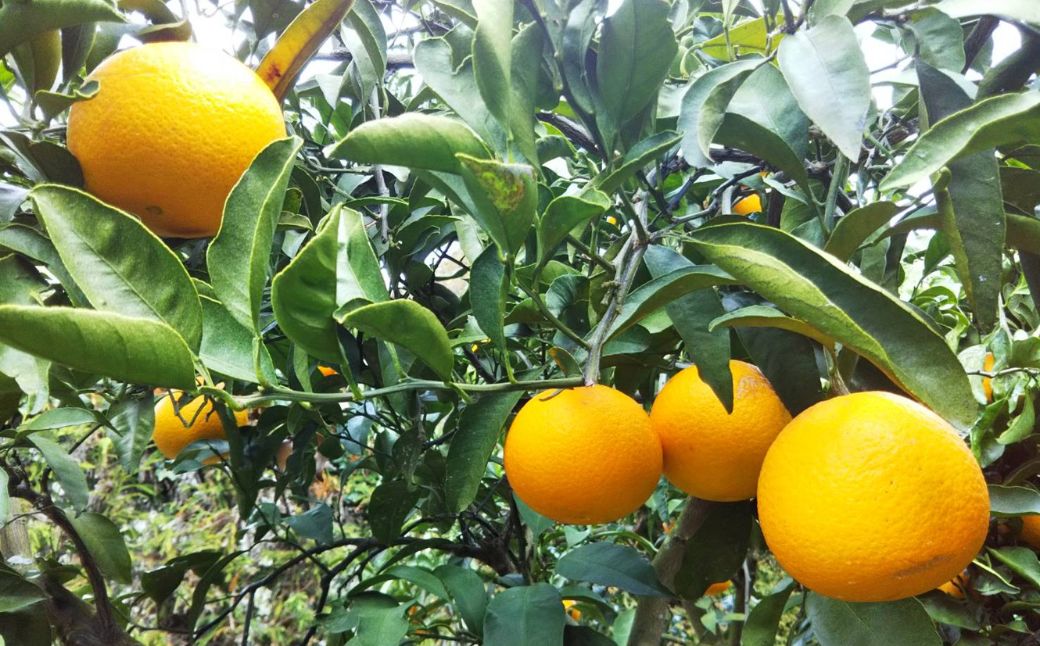 愛媛県産 果汁100％みかんジュース2本入りセット（清見・ナダオレンジ） IKTC011 