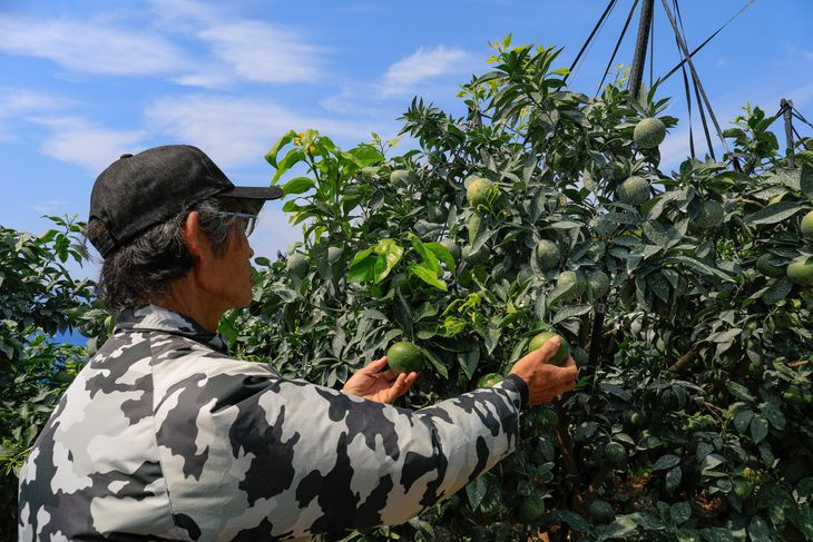 【先行予約】【数量限定】＼農園直送／愛媛県産 愛果28号 3kg×1箱◆ ｜ 柑橘 みかん ミカン 蜜柑 紅 まどんな と同品種 果物 フルーツ 愛媛県産 ※2024年12月中旬頃～2025年1月中旬頃に順次発送予定