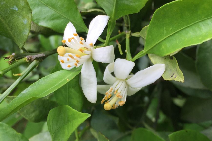 ãæåªçç£ãç°çžèŸ²åã®ç¡æ·»å 100% æ²³å
æ©æãžã¥ãŒã¹ïŒ720mlÃ3æ¬ïŒ ã¹ãã¬ãŒãææ±100ïŒ
IKTA014