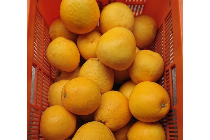 【先行受付】【数量限定】【家庭用】河内晩柑（生果）8kg（2026年5月中旬頃より順次発送） IKTQ008