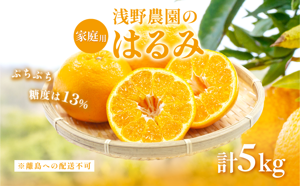 【先行予約】【家庭用】浅野農園のはるみ 計5kg ※離島への配送不可（2026年2月上旬頃より順次発送予定） IKTAC031