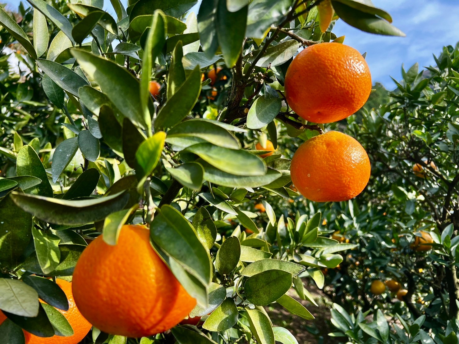 【先行予約】【家庭用】伊予柑 約5kg | 柑橘 みかん 果物 フルーツ 愛媛県産 農家直送　※離島への配送不可　※2026年1月中旬から順次発送予定   IKTAU001
