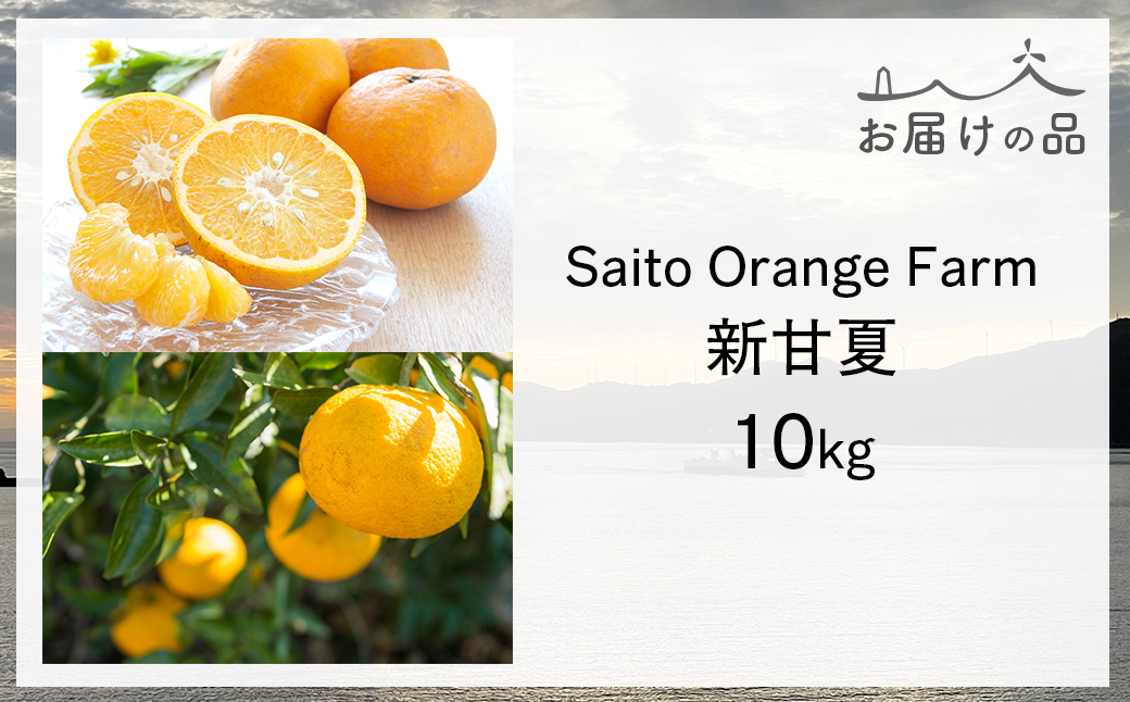 ãå
è¡äºçŽãSaito Orange Farm ãå®¶åºçš æ°çå€10kg ïŒ2027幎3æäžæ¬é ããé æ¬¡çºéäºå®ïŒ IKTAQ030