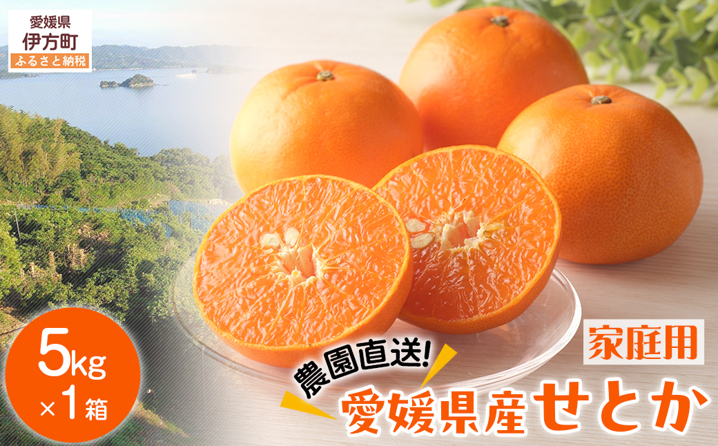 【先行予約】【数量限定】＼農園直送／愛媛県産せとか5kg×1箱（家庭用）（2026年2月下旬より順次発送） 【ふるさと納税 人気 おすすめ ランキング 柑橘 みかん ミカン 蜜柑 せとか 果物 フルーツ 柑橘の大トロ 家庭用 農園直送 産地直送 岡市農園 愛媛県産 愛媛県 伊方町 送料無料】 IKTV008