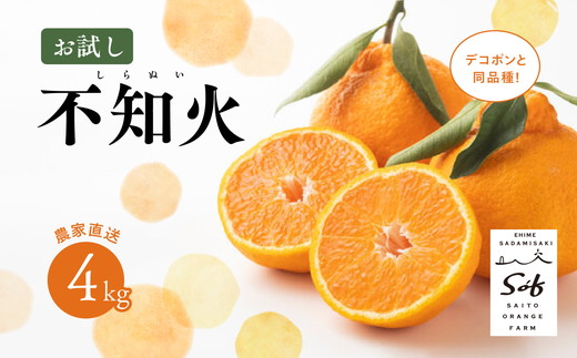 【先行予約】【お試し！】Saito Orange Farmの不知火4kg ｜ 柑橘 みかん ミカン フルーツ  果物 でこぽん デコポンと同品種 愛媛　※離島への配送不可　※2025年3月中旬頃より順次発送予定