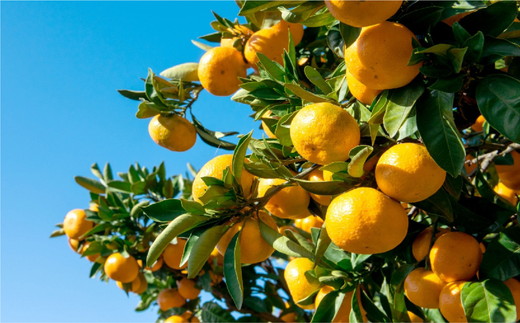 【訳あり】温州みかん 10kg ｜ 柑橘 蜜柑 みかん mikan ミカン 果物 フルーツ 愛媛県産 伊方町 株式会社ニュウズ ※離島への配送不可 ※2024年11月下旬頃～12月下旬頃に順次発送予定