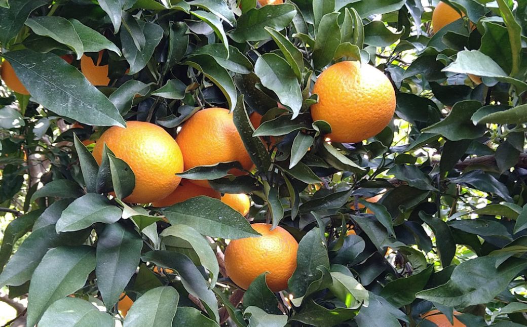 【先行予約】Saito Orange Farmの訳あり清見オレンジ10kg（2027年3月中旬頃より順次発送） IKTAQ010