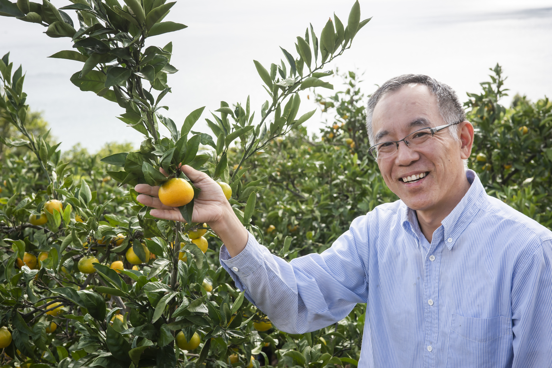 【先行予約】【数量限定】田縁農園の甘平（かんぺい）2kg ※離島への配送不可 （2026年1月25日より順次発送） IKTA028